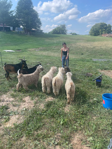 goat yoga, farm tour, brunch on the farm, goat rentals, goat party, goat birthday party