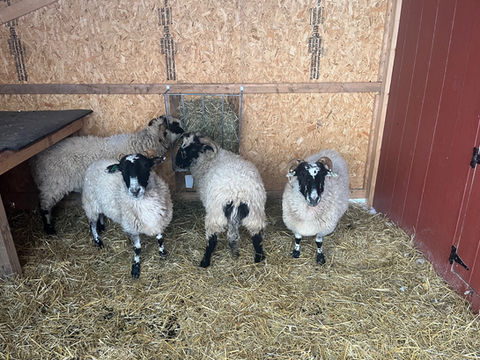Valais Blacknose Sheep available in NY breeder of Valais Blacknose Sheep