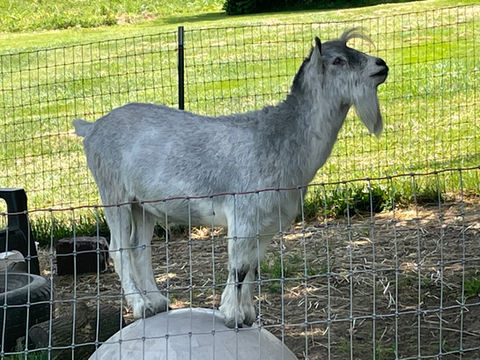 Goat landscaping and goat land clearing from goat rental to clear land in NY
