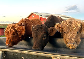 IMG_1298_edited.jpg