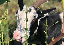 Screenshot 2026-03-05 103754.png