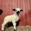 Thumbnail: Kaizen Ridge Miami- F1 Female Valais Blacknose (50%)