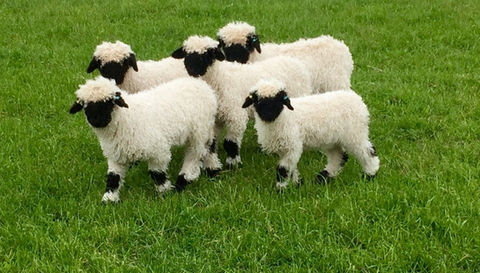 Valais and Valais Blacknose sheep breeders and breeding of the cutest sheep in the world