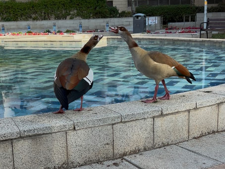 Happy Geese at Givataim Mall