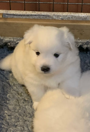 4 Week Old Japanese Spitz .JPG