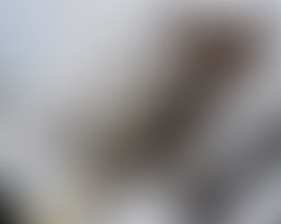 Axanthic Lilly White