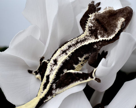 Axanthic Lilly White