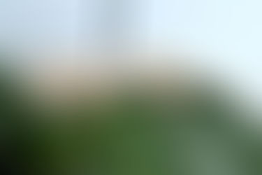 Discovering the "Lat Bloom" Trait in Our Crested Geckos 🌿