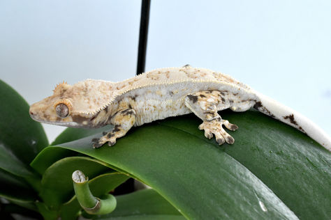 Discovering the "Lat Bloom" Trait in Our Crested Geckos 🌿