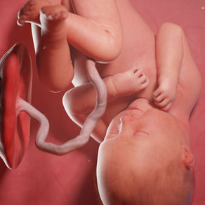 Human fetus at 37 weeks illustration