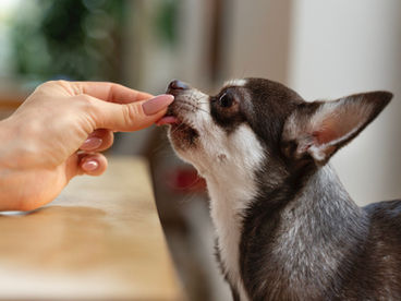 想投入寵物產業？一次看懂六大創業賽道，找到最適合你的入門方向 