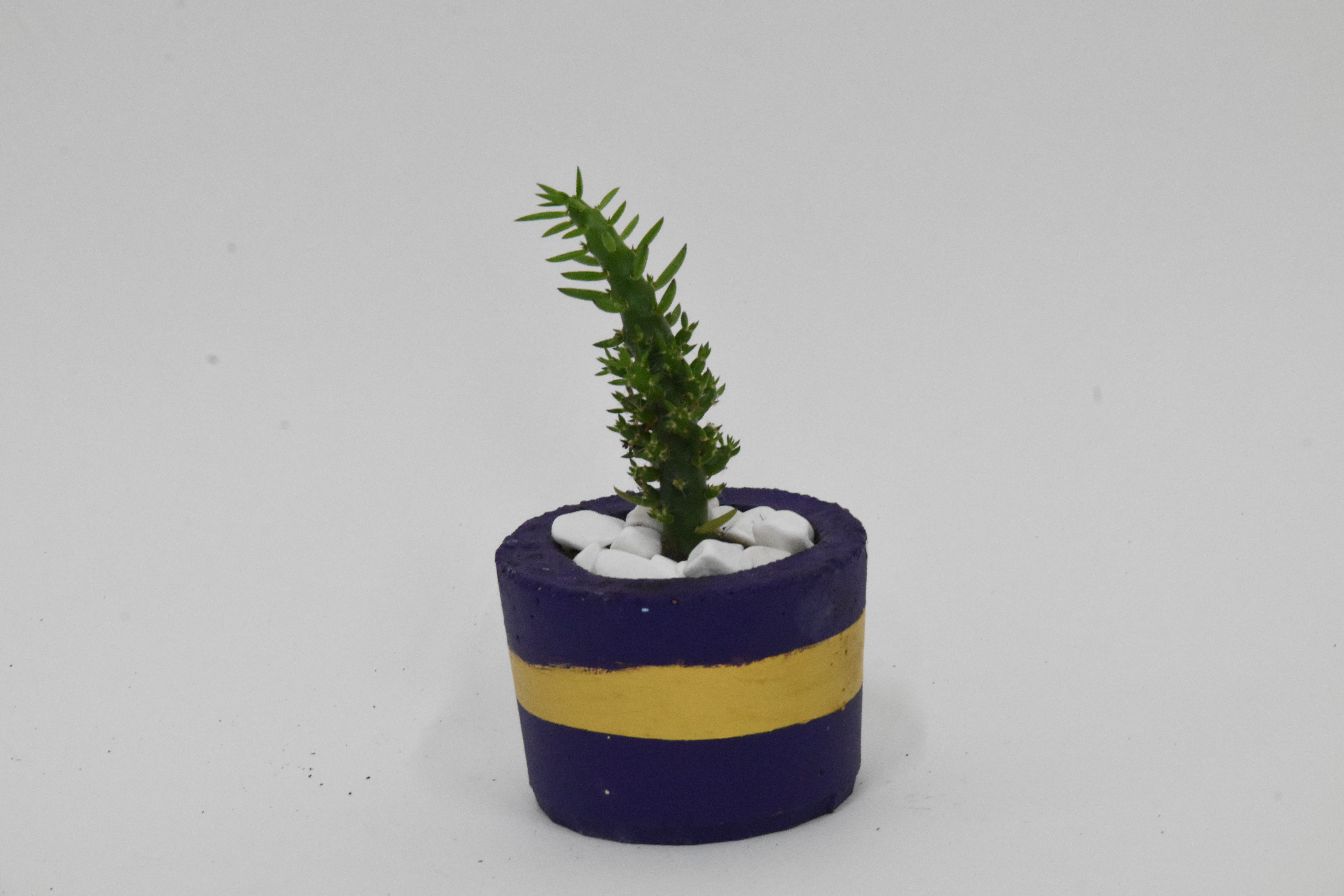 P16 עציץ בטון פס זהב