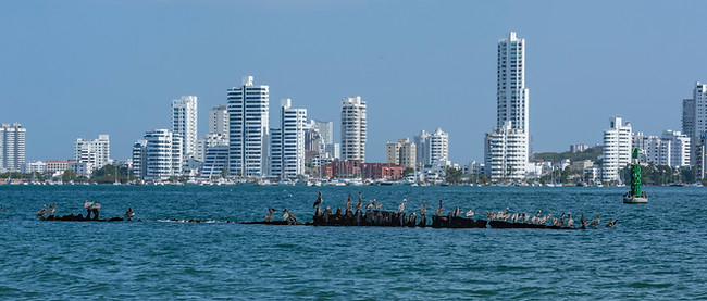 Pelicans resting in a old iron structure of the boat under the water in the Cartagena de I