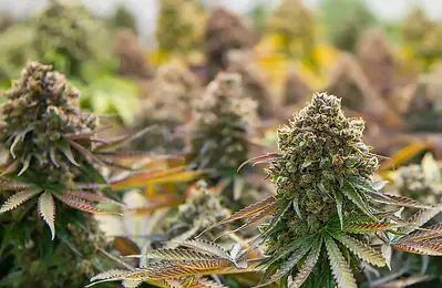 growing-weed-indoors-beginners-guide.webp