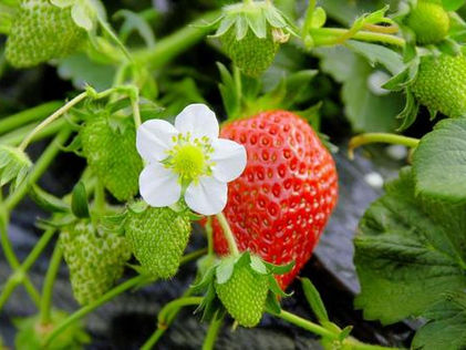 下野市のふるさと納税協力事業者です