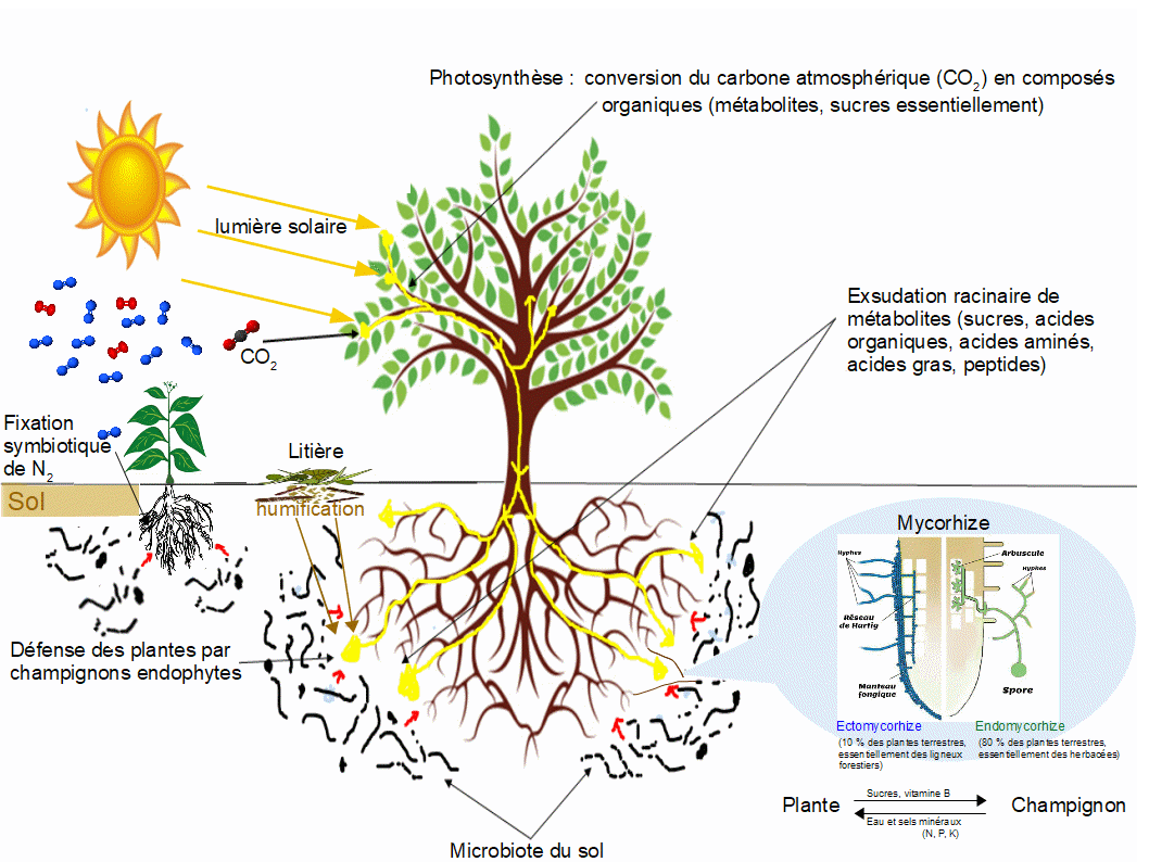 PEB Microbiote_du_sol 2021.gif