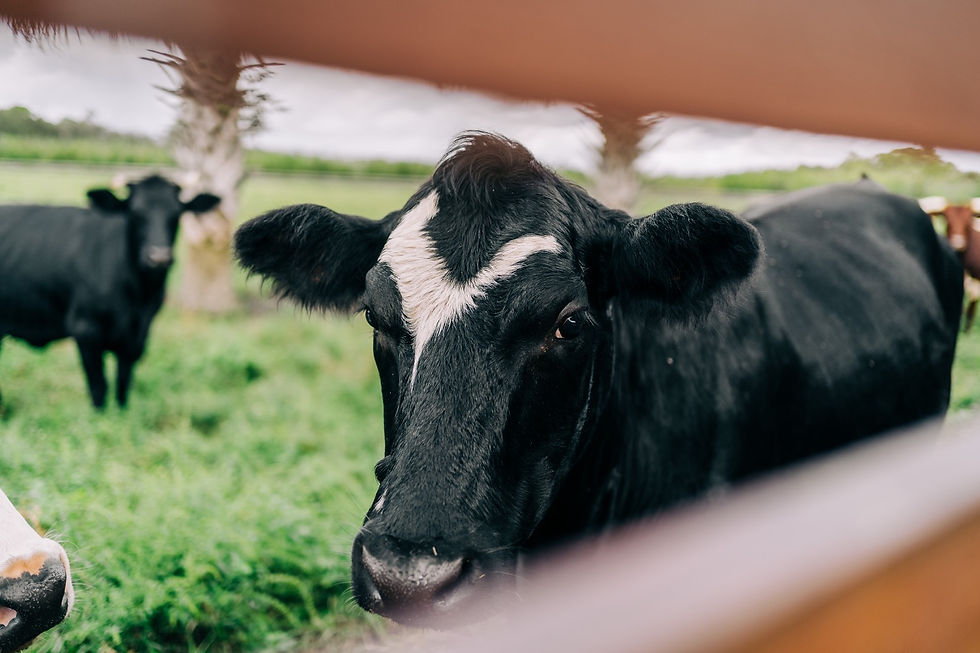 Cow