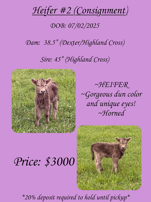 Heifer 2.PNG