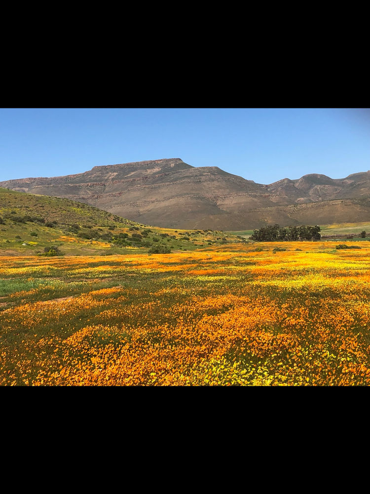 Technique query | Our Landscape