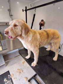 A brown dog standing on a grooming table