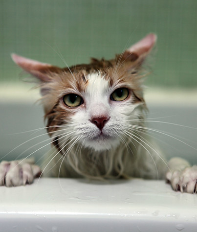 Wet Cat in Bathtub