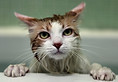 nasse Katze