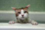 ウェット猫