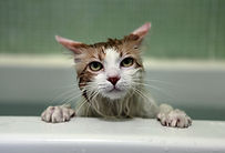Wet Cat