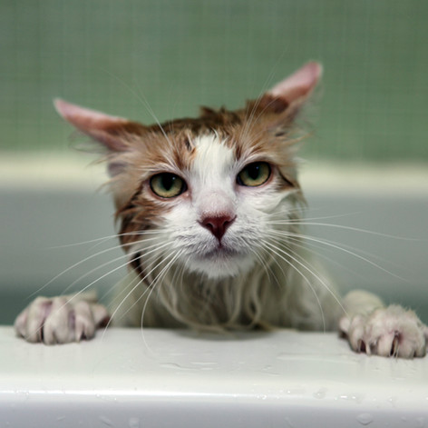Wet Cat