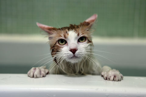 nasse Katze