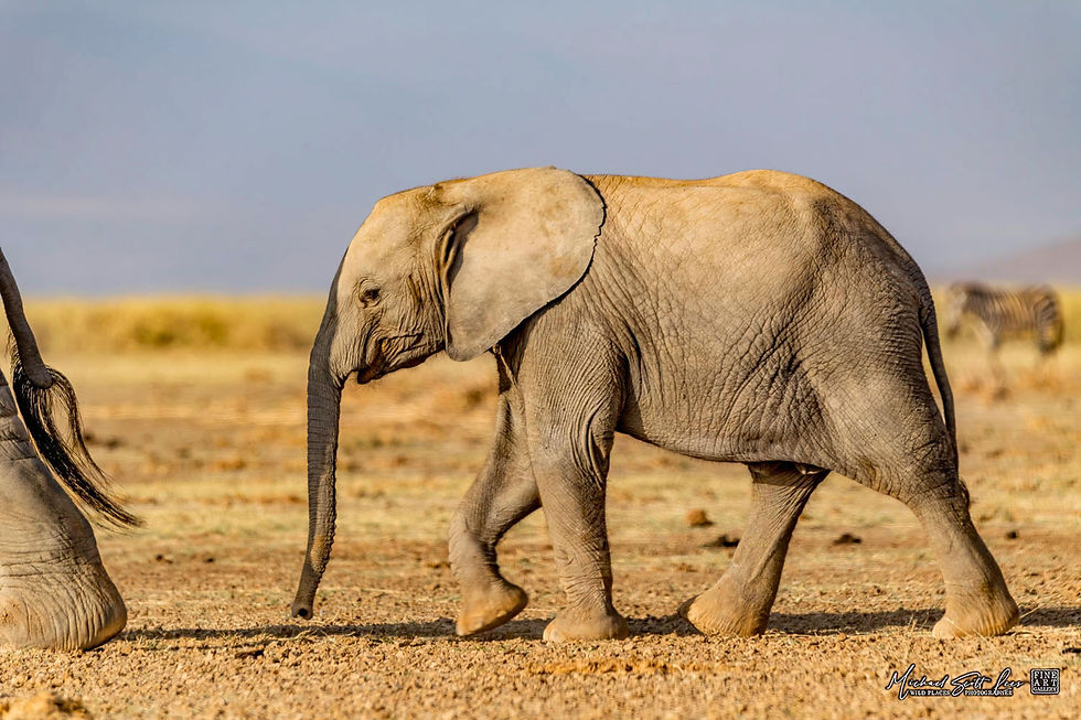 Baby elephant crossing a dead lake in Amboseli National Park, Michael Scott Lees fine art photographic prints for sale