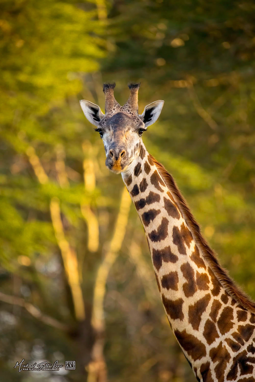 Giraffe with Acacia trees in the background in Kimana Sanctuary, Kenya, Michael Scott Lees fine art photographic prints