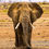 Thumbnail: Elephant on a dead lake in Amboseli National Park, Michael Scott Lees fine art photographic prints for sale