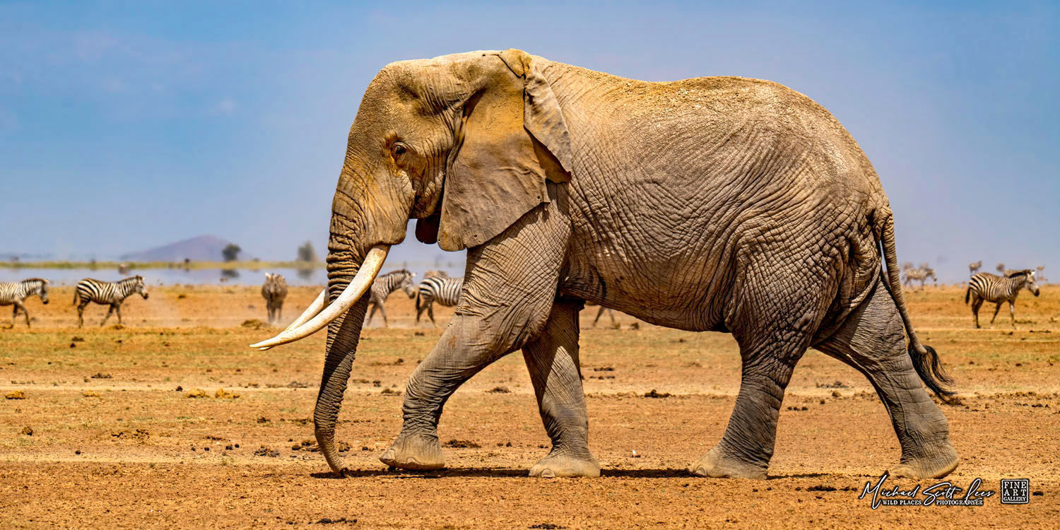 Elephant and Zebras on a dead lake in Amboseli National Park, Kenya, Africa, Michael Scott Lees fine art photographic prints