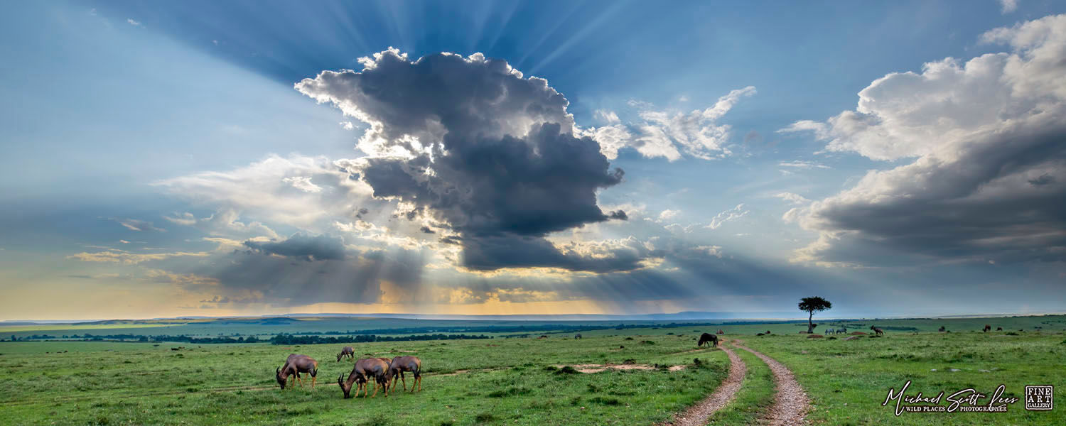 Hartebeests with a storm cloud in Masai Mara National Reserve, Michael Scott Lees fine art photographic prints for sale