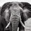 Thumbnail: Portrait of an Elephant on a dead lake in Amboseli National Park, Michael Scott Lees fine art photographic prints for sale