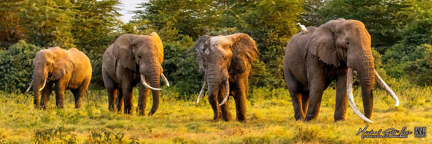 Four bull elephants with large tusks in Kimana Sanctuary, Kenya, Michael Scott Lees fine art photographic prints for sale