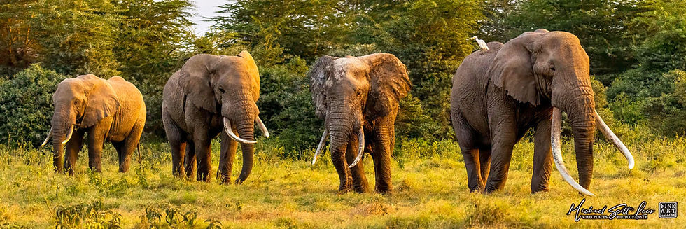 Four bull elephants with large tusks in Kimana Sanctuary, Kenya, Michael Scott Lees fine art photographic prints for sale