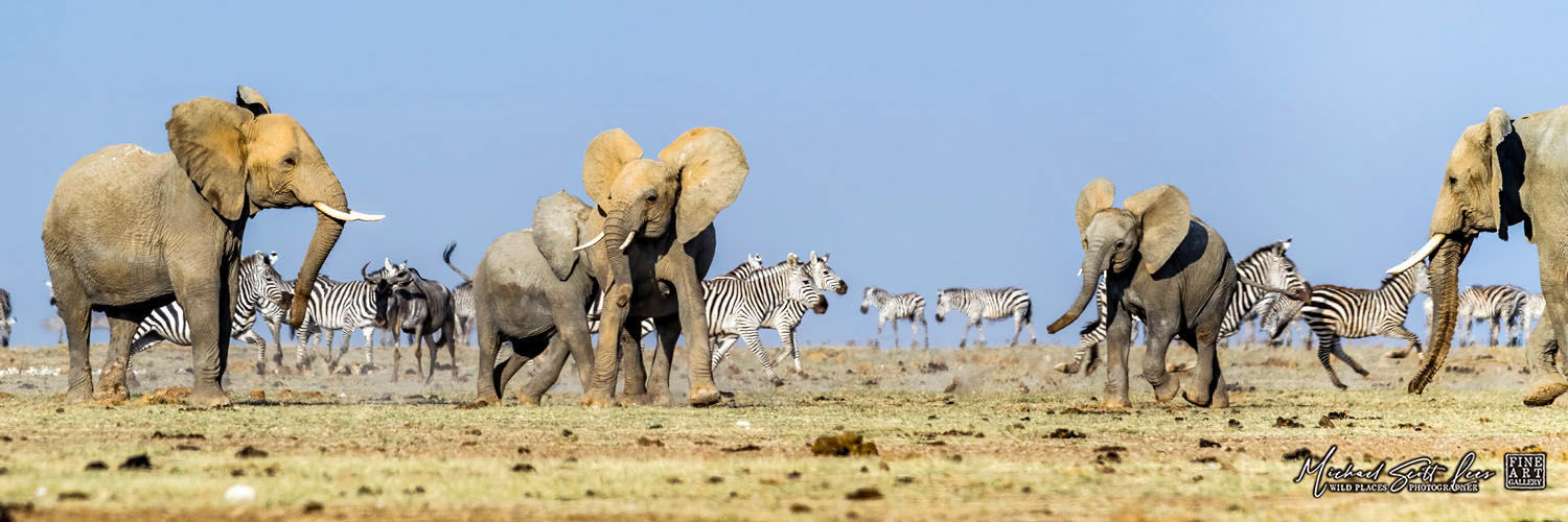 Frightened Elephants and Zebras crossing a dead lake in Amboseli National Park, Michael Scott Lees fine art photography