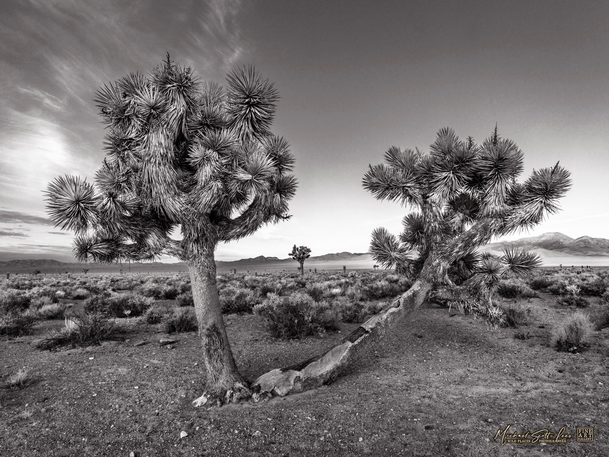 Joshua Trees on the Extraterrestrial Highway in Nevada. Michael Scott Lees fine art photographic prints for sale