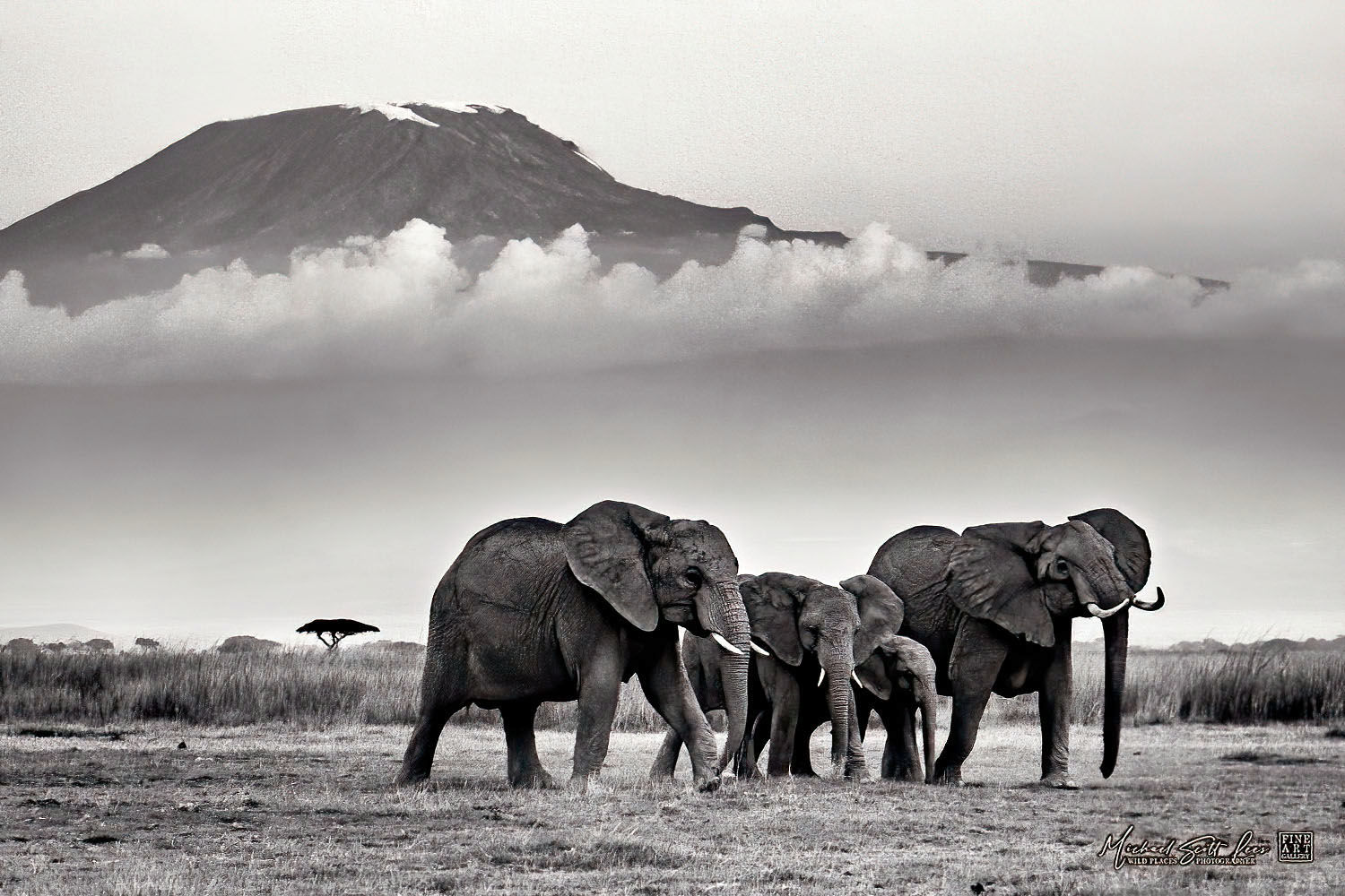 Elephants and Mt Kilimanjaro in Amboseli National Park, Michael Scott Lees fine art photographic prints for sale