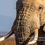 Thumbnail: Portrait of an Elephant on a dead lake in Amboseli National Park, Michael Scott Lees fine art photographic prints for sale