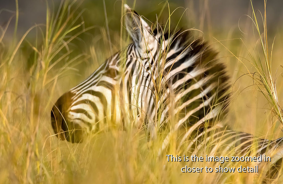 Thumbnail: Zebra in the tall grass at Kimana Sanctuary, Kenya, Michael Scott Lees fine art photographic prints for sale