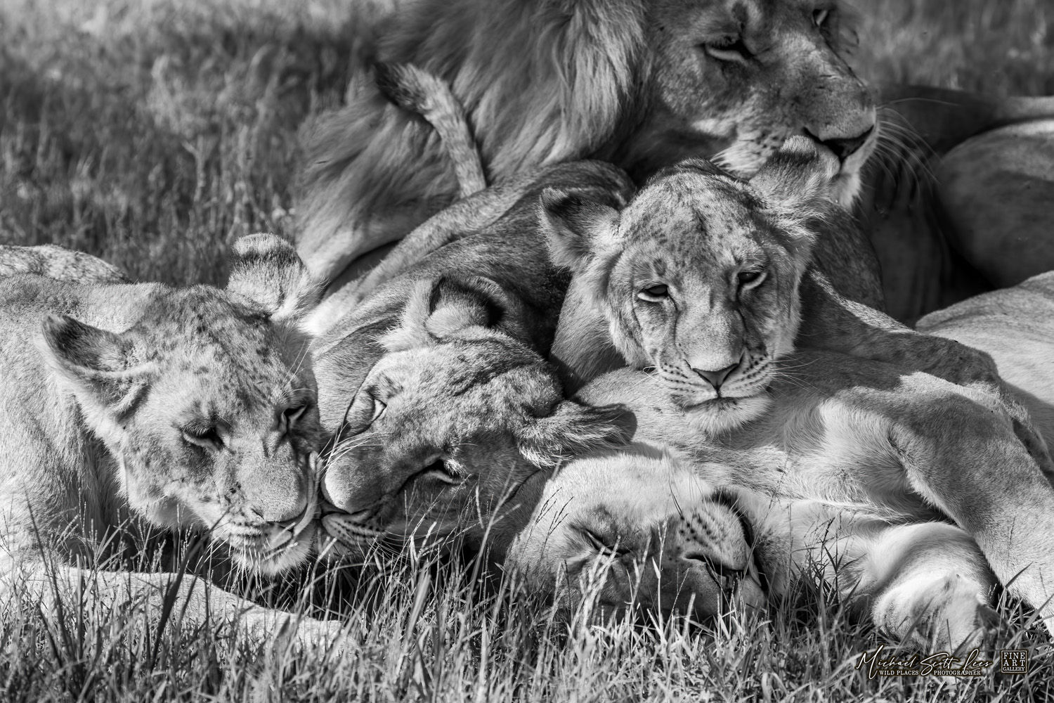 Lion and cubs in Masai Mara National Reserve, Michael Scott Lees fine art photographic prints for sale