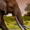 Thumbnail: Tim the elephant with his giant tusks in Kimana Sanctuary, Kenya, Africa, Michael Scott Lees fine art photographic prints