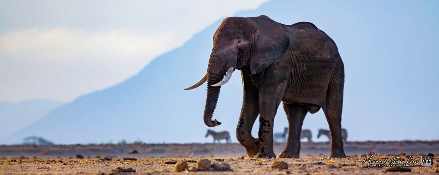 Elephant in Amboseli National Park, Michael Scott Lees fine art photographic prints for sale