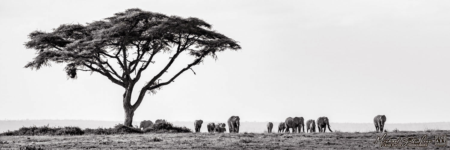 Elephants and acacia tree in Amboseli National Park, Michael Scott Lees fine art photographic prints for sale