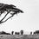 Thumbnail: Elephants and acacia tree in Amboseli National Park, Michael Scott Lees fine art photographic prints for sale
