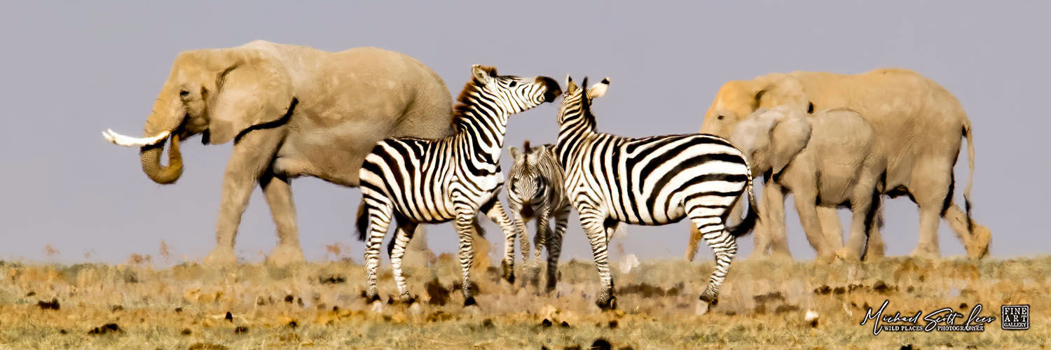 Zebras and elephants crossing a dead lake in Amboseli National Park, Michael Scott Lees fine art photographic prints for sale