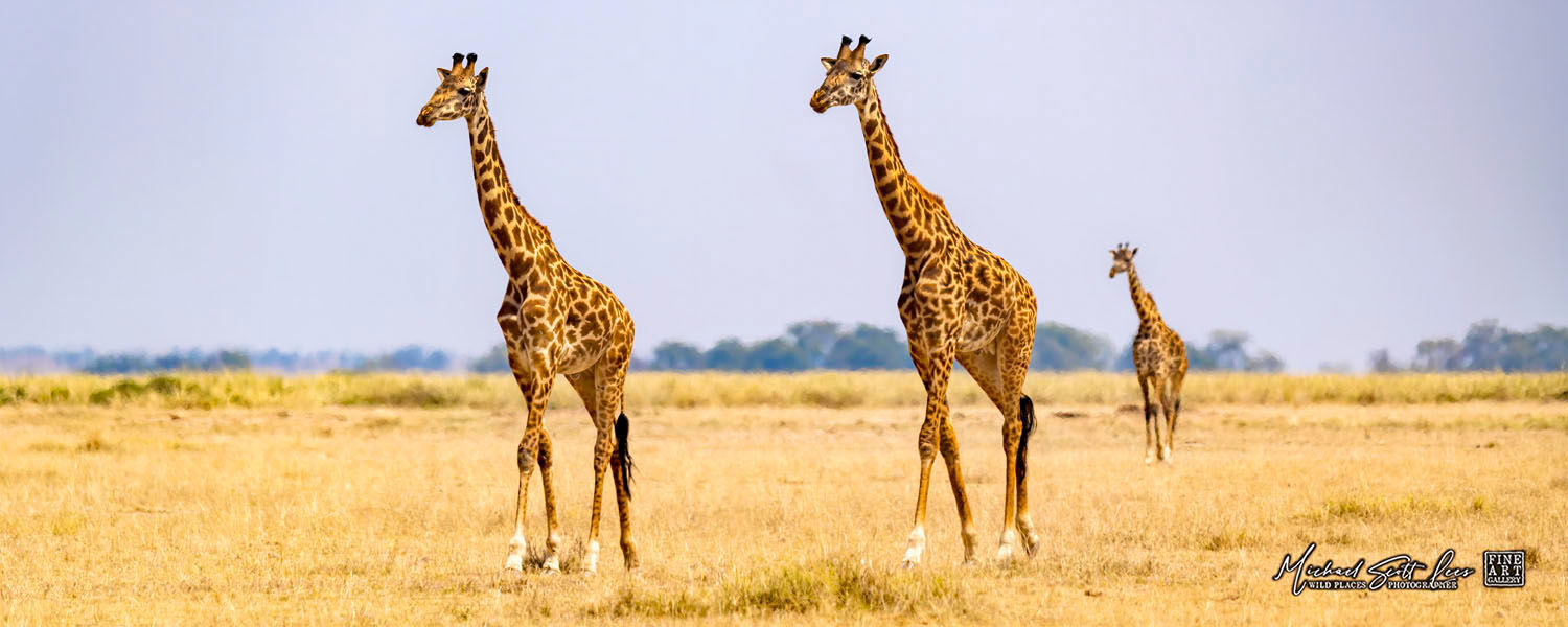 Giraffe’s crossing the plains in Amboseli National Park, Kenya, Africa, Michael Scott Lees fine art photographic prints